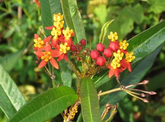 Colony of Oleander aphids, Aphis nerii (Hemiptera: Aphididae) on a Redhead cotton bush, Asclepias curassavica (Apocynaceae). Creator: Nicholas A. Martin. © Nicholas A. Martin. [Image: 2MWQ]