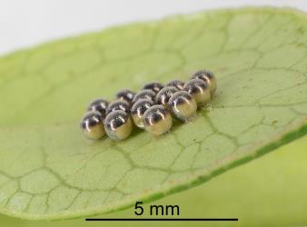 Eggs of the Australasian green shield bug, Glaucias amyoti (Hemiptera: Pentatomidae) on the underside of a leaf of Coprosma robusta parasitized by the Native shield-bug egg parasitoid, Trissolcus oenone (Hymenoptera: Platygasteridae): note the black ring and dark top to the eggs, the latter indicating that the eggs are about to hatch. © All rights reserved. [Image: 2PQQ]