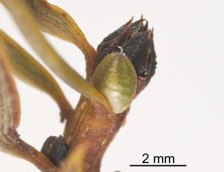 Adult female Green totara scale, Madarococcus s.l. totarae (Hemiptera: Eriococcidae), tucked into the base of a leaf of Totara, Podocarpus totara (Podocarpaceae). Creator: Tim Holmes. © Plant & Food Research. [Image: 2PRV]