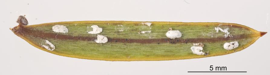 White felted sacs of male Green totara scale, Madarococcus s.l. totarae (Hemiptera: Eriococcidae), on the underside of a leaf of Totara, Podocarpus totara (Podocarpaceae): note the damage to most of them indicating the existence of a predator. Creator: Tim Holmes. © Plant & Food Research. [Image: 2PRX]