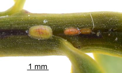Nymphs of Green totara scale, Madarococcus s.l. totarae (Hemiptera: Eriococcidae), in a groove in a young stem of Totara, Podocarpus totara (Podocarpaceae): based on size, these may be second and third instars (stage). Creator: Nicholas A. Martin. © Plant & Food Research. [Image: 2PS2]