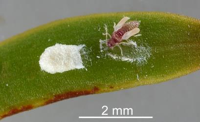 A recently moulted adult male Green totara scale, Madarococcus s.l. totarae (Hemiptera: Eriococcidae), on the underside of leaves of Totara, Podocarpus totara (Podocarpaceae) and exposed by the opening of its sac. Creator: Nicholas A. Martin. © Plant & Food Research. [Image: 2PS4]