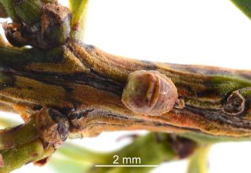 An old adult female Green totara scale, Madarococcus s.l. totarae (Hemiptera: Eriococcidae), on a stem of Totara, Podocarpus totara (Podocarpaceae). Creator: Nicholas A. Martin. © Plant & Food Research. [Image: 2PS8]