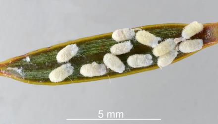 Male felted sacs of Green totara scale, Madarococcus s.l. totarae (Hemiptera: Eriococcidae), on the underside of a leaf of Totara, Podocarpus totara (Podocarpaceae): note the moulted pupal skin by one sac and adult wings protruding from another. Creator: Nicholas A. Martin. © Plant & Food Research. [Image: 2PS9]