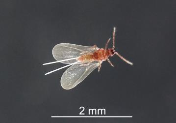 The underside of a male Green totara scale, Madarococcus s.l. totarae (Hemiptera: Eriococcidae): note the one pair of wings and the long wax tails. Creator: Nicholas A. Martin. © Plant & Food Research. [Image: 2PSA]