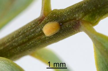 A large nymph of Green totara scale, Madarococcus s.l. totarae (Hemiptera: Eriococcidae), in a groove in a young stem of Totara, Podocarpus totara (Podocarpaceae). Creator: Nicholas A. Martin. © Plant & Food Research. [Image: 2PSB]