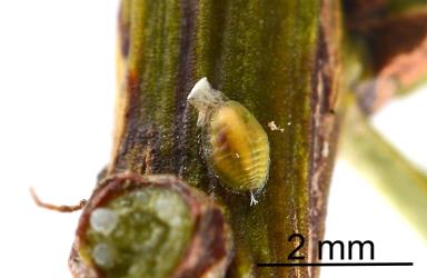A recently moulted adult female or large nymph of Green totara scale, Madarococcus s.l. totarae (Hemiptera: Eriococcidae), in a groove in a young stem of Totara, Podocarpus totara (Podocarpaceae): note the white moulted skin. Creator: Nicholas A. Martin. © Plant & Food Research. [Image: 2PSC]