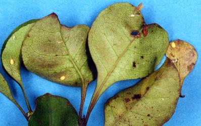 Tan felted sacs of Karo felted scale, Eriococcus pallidus (Hemiptera: Eriococcidae), on the underside of leaves of Tree coprosma, Coprosma arborea (Rubiaceae). Creator: Nicholas A. Martin. © Plant & Food Research. [Image: 2PSI]