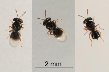 Three images of an adult parasitoid wasp (Hymenoptera) of Karo felted scale, Eriococcus pallidus (Hemiptera: Eriococcidae): note the right image is of the underside of the wasp and note the clubbed antennae. Creator: Nicholas A. Martin. © Plant & Food Research. [Image: 2PT1]