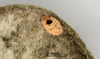 The felted sac of a Karo felted scale, Eriococcus pallidus (Hemiptera: Eriococcidae) with an exit hole made by an adult parasitoid wasp (Hymenoptera). Creator: Nicholas A. Martin. © Plant & Food Research. [Image: 2PT4]