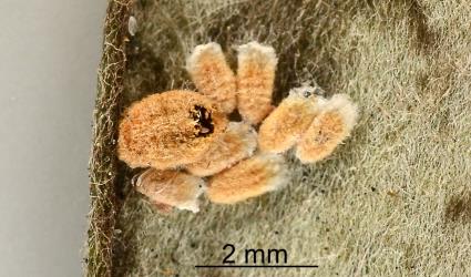 The felted sac of a female Karo felted scale, Eriococcus pallidus (Hemiptera: Eriococcidae) with an exit hole being made by an adult parasitoid wasp (Hymenoptera). Creator: Nicholas A. Martin. © Plant & Food Research. [Image: 2PT5]
