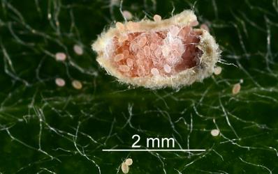 A female Karo felted scale, Eriococcus pallidus (Hemiptera: Eriococcidae), with the sac opened to expose the eggs on its underside. Creator: Nicholas A. Martin. © Plant & Food Research. [Image: 2PT6]