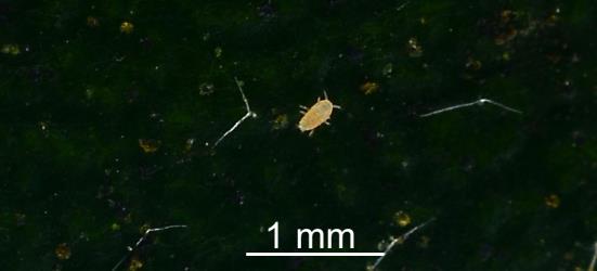 A crawler, first instar (stage) nymph of Karo felted scale, Eriococcus pallidus (Hemiptera: Eriococcidae), on a leaf of Karo, Pittosporum crassifolium (Pittosporaceae). Creator: Nicholas A. Martin. © Plant & Food Research. [Image: 2PT7]