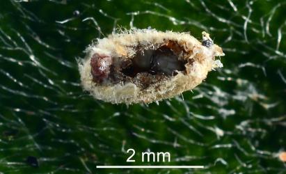 A felted sac of a Karo felted scale, Eriococcus pallidus (Hemiptera: Eriococcidae) opened to show an adult parasitoid wasp (Hymenoptera). Creator: Nicholas A. Martin. © Plant & Food Research. [Image: 2PT8]