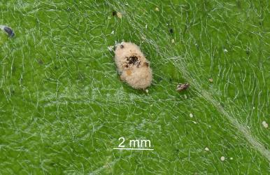 The felted sac of a female Karo felted scale, Eriococcus pallidus (Hemiptera: Eriococcidae) with an exit hole being made by an adult parasitoid wasp (Hymenoptera). Creator: Nicholas A. Martin. © Plant & Food Research. [Image: 2PTB]