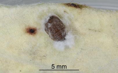 Pupa of Rhyzobius ladybird, Rhyzobius sp. A (Coleoptera: Coccinellidae), a predator of Karo felted scale, Eriococcus pallidus, (Eriococcidae): note the large quantity of white wax at both ends. Creator: Nicholas A. Martin. © Plant & Food Research. [Image: 2PTR]
