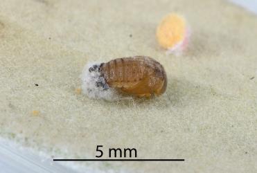 Pupa of Rhyzobius ladybird, Rhyzobius sp. A (Coleoptera: Coccinellidae), a predator of Karo felted scale, Eriococcus pallidus, (Eriococcidae): note the large quantity of white wax mainly on the old larva skin. Creator: Nicholas A. Martin. © Plant & Food Research. [Image: 2PTW]