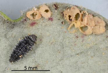 Larva of Rhyzobius ladybird, Rhyzobius sp. A (Coleoptera: Coccinellidae) and Karo felted scale, Eriococcus pallidus, (Eriococcidae) that have been fed on by a ladybird. Creator: Nicholas A. Martin. © Plant & Food Research. [Image: 2PTZ]