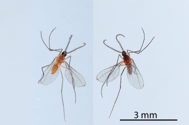 Two images of an adult predatory gall fly (Diptera: Cecidomyiidae) that emerged from an egg sac of a Kahikatea mealybug, Paraferrisia podocarpi, (Hemiptera: Pseudococcidae) that was on a stem of Kahikatea, Dacrycarpus dacrydioides (Podocarpaceae). Creator: Nicholas A. Martin. © Plant & Food Research. [Image: 2PY3]