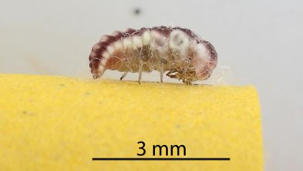 Prepupal larva of a lacewing (Neuroptera) that may have been feeding on Kahikatea mealybugs, Paraferrisia podocarpi, (Hemiptera: Pseudococcidae). © All rights reserved. [Image: 2PY7]