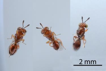 Three images of adult wasps, Ophelosia charlesi (Hymenoptera: Pteromalidae) whose larvae feed on eggs of Kahikatea mealybugs, Paraferrisia podocarpi, (Hemiptera: Pseudococcidae). Creator: Nicholas A. Martin. © Plant & Food Research. [Image: 2PY9]