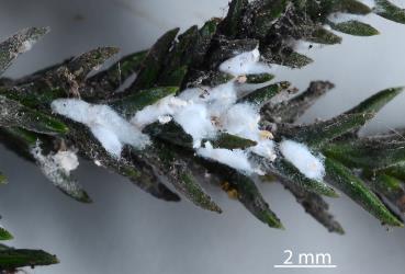 Male cocoons of Kahikatea mealybugs, Paraferrisia podocarpi, (Hemiptera: Pseudococcidae) on stems of Rimu Dacrydium cupressinum (Podocarpaceae). Creator: Nicholas A. Martin. © Plant & Food Research. [Image: 2PYI]