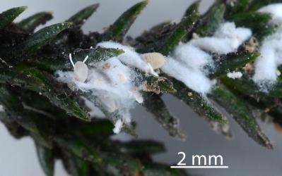 Male cocoons with adult Kahikatea mealybugs, Paraferrisia podocarpi, (Hemiptera: Pseudococcidae) on stems of Rimu Dacrydium cupressinum (Podocarpaceae): note the male wings and white wax tails. Creator: Nicholas A. Martin. © Plant & Food Research. [Image: 2PYJ]