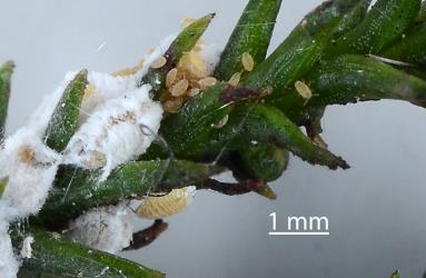 Crawlers, first instar (stage) nymphs of Kahikatea mealybug, Paraferrisia podocarpi (Hemiptera: Pseudococcidae) on a stem of Rimu, Dacrydium cupressinum (Podocarpaceae): note the male cocoons present (left). Creator: Nicholas A. Martin. © Plant & Food Research. [Image: 2PYQ]
