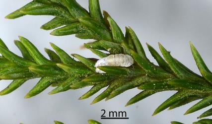 Female Kahikatea mealybug, Paraferrisia podocarpi (Hemiptera: Pseudococcidae) on white pine, Dacrycarpus dacrydioides (Podocarpaceae). Creator: Nicholas A. Martin. © Plant & Food Research. [Image: 2PYR]