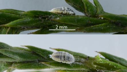 Two images of a female Kahikatea mealybug, Paraferrisia podocarpi (Hemiptera: Pseudococcidae) on white pine, Dacrycarpus dacrydioides (Podocarpaceae). Creator: Nicholas A. Martin. © Plant & Food Research. [Image: 2PYU]