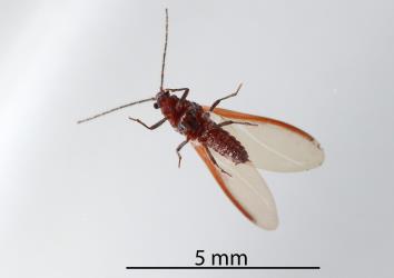 Underside of an adult male Kanuka giant scale, Coelostomidia wairoensis (Hemiptera: Coelostomidiidae). Creator: Nicholas A. Martin. © Plant & Food Research. [Image: 2Q8Y]