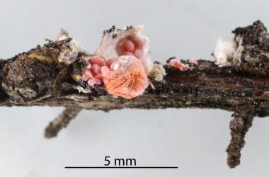 Mature female Kanuka giant scale, Coelostomidia wairoensis (Hemiptera: Coelostomidiidae) with the body and eggs exposed. Creator: Nicholas A. Martin. © Plant & Food Research. [Image: 2Q96]