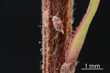 A crawler, 1st instar (stage) nymph of Kanuka giant scale, Coelostomidia wairoensis (Hemiptera: Coelostomidiidae) on a stem of Kanuka, Kunzea ericoides s.l. (Myrtaceae). Creator: Nicholas A. Martin. © Plant & Food Research. [Image: 2Q9J]