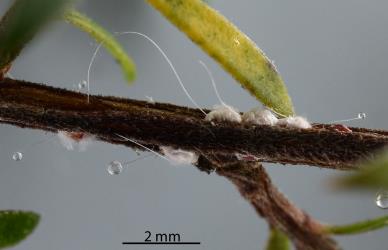 White wax tests, (scale covers) of nymphs of Kanuka giant scale, Coelostomidia wairoensis (Hemiptera: Coelostomidiidae) on a young stem of Kanuka, Kunzea ericoides s.l. (Myrtaceae): note the wax tubes that are excreting honeydew. Creator: Nicholas A. Martin. © Plant & Food Research. [Image: 2Q9P]