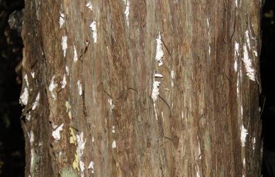 White cocoons of male Kanuka giant scale, Coelostomidia wairoensis (Hemiptera: Coelostomidiidae) on a trunk of Kanuka, Kunzea ericoides s.l. (Myrtaceae). Creator: Nicholas A. Martin. © Nicholas A. Martin. [Image: 2Q9U]