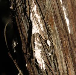 White cocoons of male Kanuka giant scale, Coelostomidia wairoensis (Hemiptera: Coelostomidiidae) on a trunk of Kanuka, Kunzea ericoides s.l. (Myrtaceae). Creator: Nicholas A. Martin. © Nicholas A. Martin. [Image: 2Q9V]
