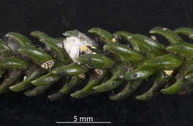 Nymphs and egg sac of a female of Golden mealybug, Nipaecoccus aurilanatus (Hemiptera: Pseudococcidae) on Norfolk Island pine, Araucaria heterophylla (Araucariaceae). Creator: Tim Holmes. © Plant & Food Research. [Image: 2QD4]