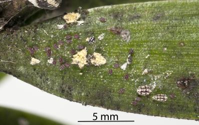 Moulted skins and many juvenile Golden mealybugs, Nipaecoccus aurilanatus (Hemiptera: Pseudococcidae) on a leaf of an Araucariaceae species. Creator: Tim Holmes. © Plant & Food Research. [Image: 2QDD]