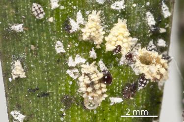 Golden mealybugs, Nipaecoccus aurilanatus (Hemiptera: Pseudococcidae) on Araucariaceae species: note the parasitoid exit holes in the nymphal skin and the parasitised nymph (bottom centre). Creator: Tim Holmes. © Plant & Food Research. [Image: 2QDE]