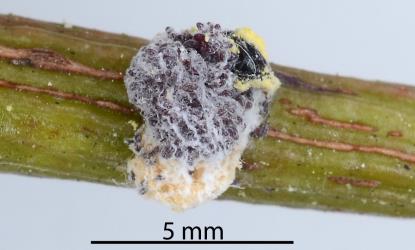 A female Golden mealybug, Nipaecoccus aurilanatus (Hemiptera: Pseudococcidae) on Queensland kauri, Agathis robusta (Araucariaceae): note the large egg sac. Creator: Nicholas A. Martin. © Plant & Food Research. [Image: 2QDI]