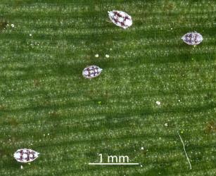 First instar (stage) nymphs of Golden mealybug, Nipaecoccus aurilanatus (Hemiptera: Pseudococcidae) on Queensland kauri, Agathis robusta (Araucariaceae). Creator: Nicholas A. Martin. © Plant & Food Research. [Image: 2QDL]