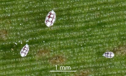 First instar (stage) nymphs of Golden mealybug, Nipaecoccus aurilanatus (Hemiptera: Pseudococcidae) on Queensland kauri, Agathis robusta (Araucariaceae). Creator: Nicholas A. Martin. © Plant & Food Research. [Image: 2QDN]
