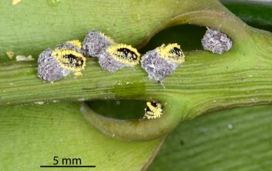 Female Golden mealybugs, Nipaecoccus aurilanatus (Hemiptera: Pseudococcidae) on Queensland kauri, Agathis robusta (Araucariaceae): note the large egg sacs. Creator: Nicholas A. Martin. © Plant & Food Research. [Image: 2QDV]