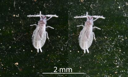 Two images of adult male Golden mealybugs, Nipaecoccus aurilanatus (Hemiptera: Pseudococcidae): note the wings and wax tails. Creator: Nicholas A. Martin. © Plant & Food Research. [Image: 2QDY]