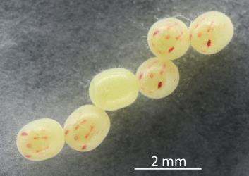 Eggs of Alpine shield bug, Hypsithocus hudsonae (Hemiptera: Pentatomidae) that are about to hatch: note the eye spots and other structures visible through the shell. Creator: Nicholas A. Martin. © Plant & Food Research. [Image: 2QVH]