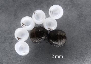 Empty eggshells and two first instar (stage) nymphs of Alpine shield bug, Hypsithocus hudsonae (Hemiptera: Pentatomidae): note the dark T-shaped structure that is used to lift up the top of the shell. Creator: Nicholas A. Martin. © Plant & Food Research. [Image: 2QVI]