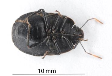 Underside of a dead female Alpine shield bug, Hypsithocus hudsonae (Hemiptera: Pentatomidae). Creator: Nicholas A. Martin. © Plant & Food Research. [Image: 2QVJ]