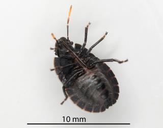 Underside of a fifth instar (stage) nymph of the Alpine shield bug, Hypsithocus hudsonae (Hemiptera: Pentatomidae). Creator: Nicholas A. Martin. © Plant & Food Research. [Image: 2QVM]