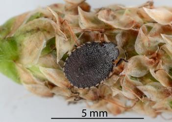Second instar (stage) nymph of the Alpine shield bug, Hypsithocus hudsonae (Hemiptera: Pentatomidae) on a plantain (Plantago) seed head. Creator: Nicholas A. Martin. © Plant & Food Research. [Image: 2QVT]