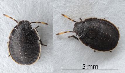 Two third instar (stage) nymphs of the Alpine shield bug, Hypsithocus hudsonae (Hemiptera: Pentatomidae). Creator: Nicholas A. Martin. © Plant & Food Research. [Image: 2QVU]